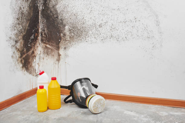 Best Mold Removal Near Me  in Crow Agency, MT