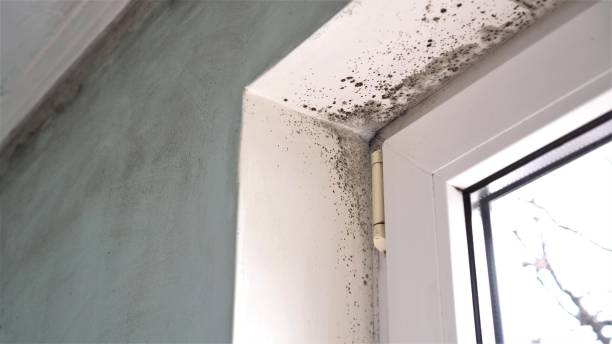 Best Home Mold Removal  in Crow Agency, MT