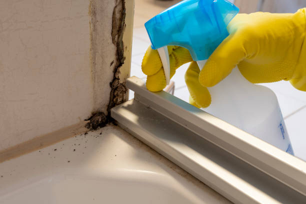 Best Local Mold Removal Service  in Crow Agency, MT