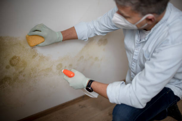 Best Mold Testing  in Crow Agency, MT