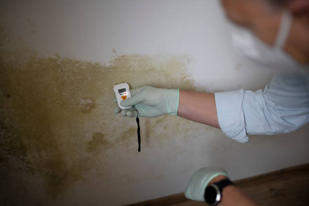 Best Water Damage Restoration  in Crow Agency, MT