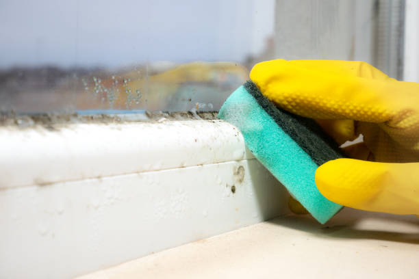 Best Toxic Mold Removal  in Crow Agency, MT