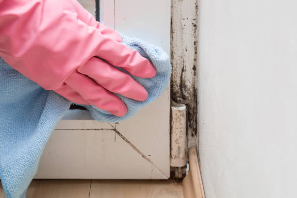 Best Residential Mold Removal  in Crow Agency, MT