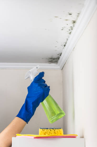 Best Black Mold Removal  in Crow Agency, MT